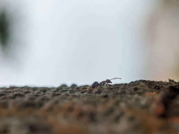 istock macro photography, ants 1472966369