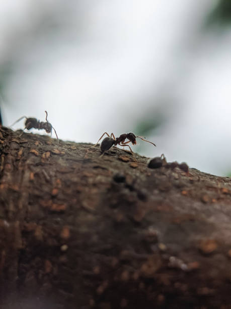 istock macro photography, ants 1472966414