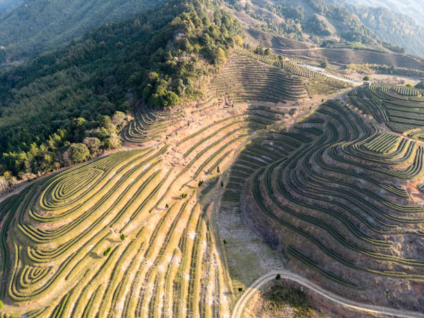 a-birds-eye-view-of-sunny-tea-plantation-terraces.jpg?s=612x612&w=0&k=20&c=aayo4iMTIBh-jtpGKstb6kliJls0dmNbTfhfTKniu3c=