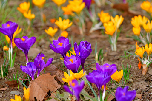 Crocus flowers of purple, yellow, white and two-toned colors appear in early spring. They are some of the the earliest flowers to bloom.