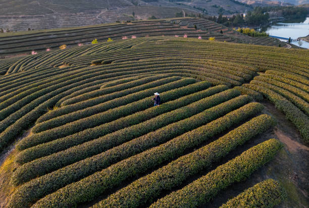 affacciato sui coltivatori di tè che lavorano nel giardino del tè sulla collina - fuzhou foto e immagini stock