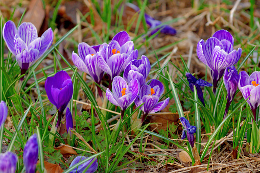 Bouquet of purple crocuses. First spring flowers against background of bare cracked earth. Top view. Place for text. Spring background. selective focus