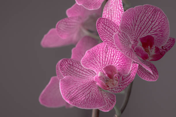 istock A delicate blooming orchid as a symbol of femininity and elegance 1472967235