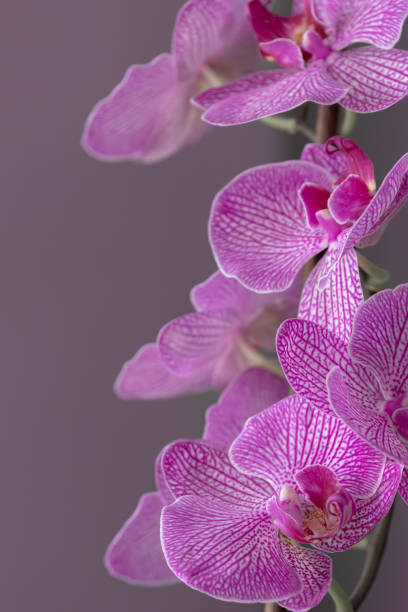 A delicate blooming orchid as a symbol of femininity and elegance