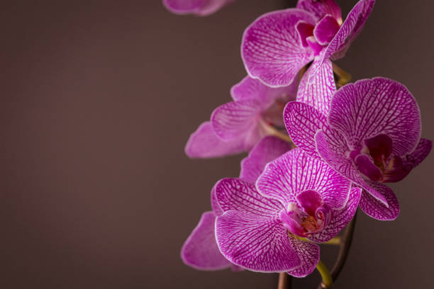 istock A delicate blooming orchid as a symbol of femininity and elegance 1472967239