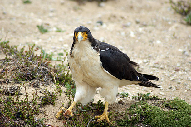istock Bird of prey 147296882