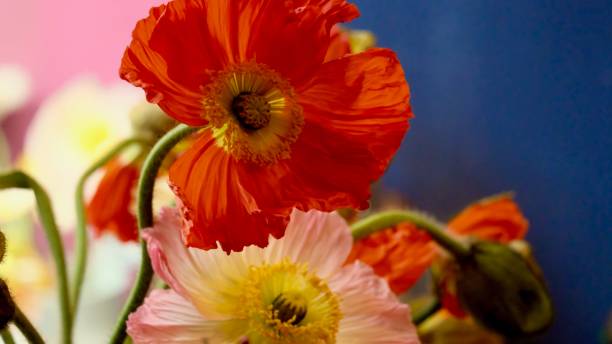 istock Poppy Flowers 1472970744