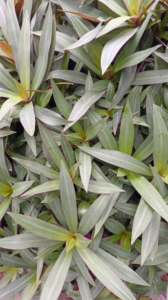 istock Spathacea Tradescantia in the garden 1472970982