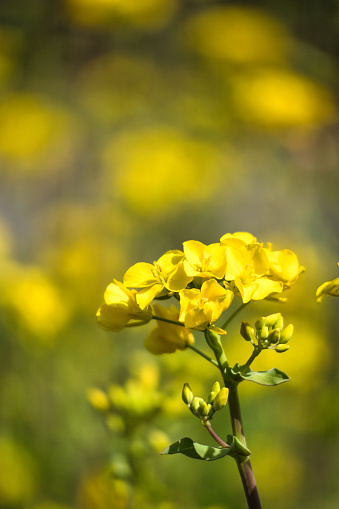 Close-up of beautiful yellow rape blossoms