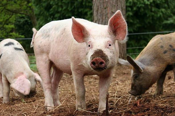 istock pig in the woods 147297147