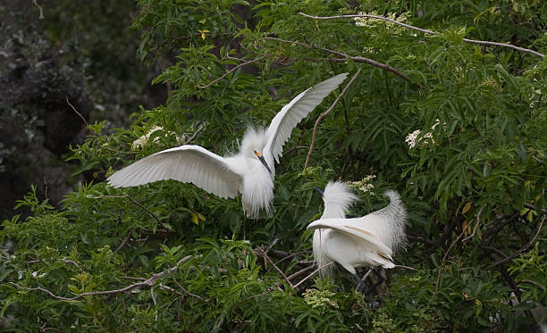 Egrets Fighting Over Territory stock photo
