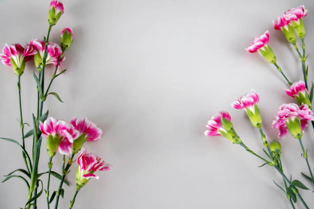Beige background with pink carnations around the edges. Copy space for text. Flat lay, top view.