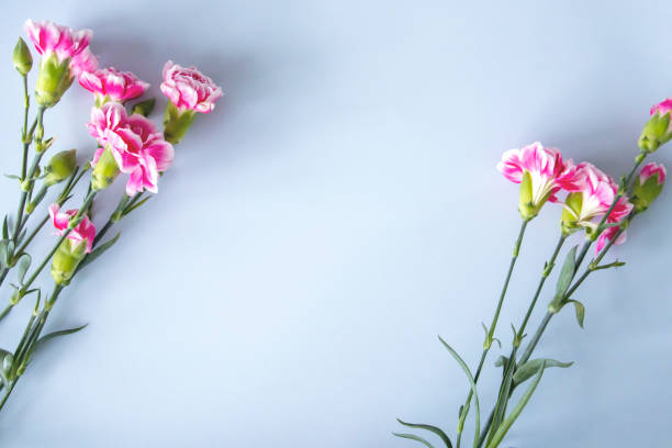 istock Blue background with pink carnations around the edges. Copy space for text. Flat lay, top view. 1472973610