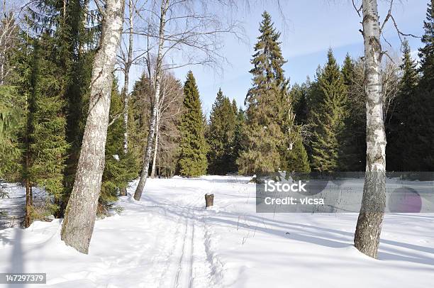 Ślad Nart Między Dwoma Birches W Zimie Lasu - zdjęcia stockowe i więcej obrazów Bez ludzi - Bez ludzi, Bezchmurne niebo, Biały