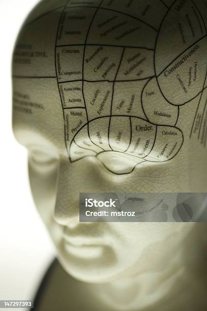 Escultura De Frenologia - Fotografias de stock e mais imagens de Neurociência - Neurociência, Branco, Busto - Escultura