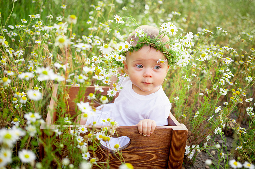 portrait of a baby girl 7 months old sitting on a chamomile field in a wreath in a white dress, a healthy walk in the fresh air