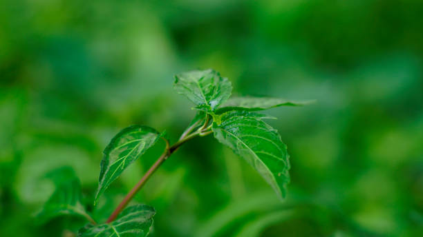 mentha aquatica blätter - mentha aquatica stock-fotos und bilder