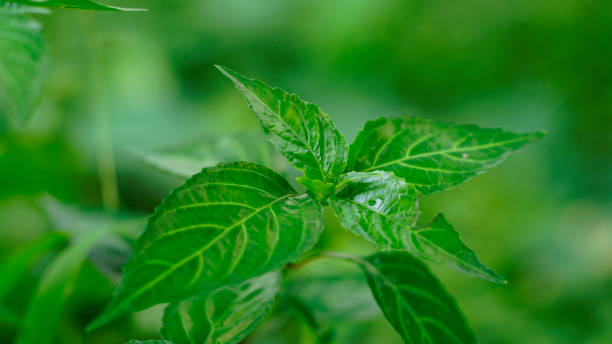 hojas de mentha aquatica - mentha aquatica fotografías e imágenes de stock