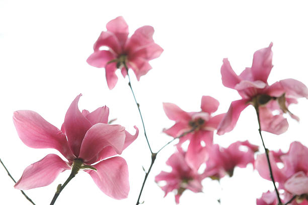 Magnolia Blossoms stock photo