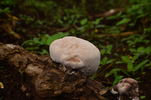 Calvatia nipponica grows on dead logs. The color is white, oval in shape with a smooth uneven surface. This species is known as puffball mushrooms.