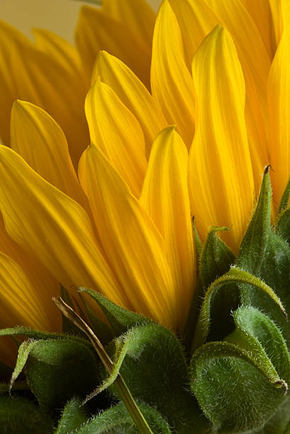 Sunflower close-up stock photo