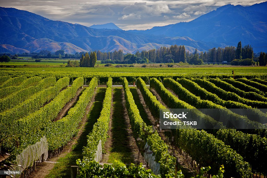 Marlborough Wein Crop - Lizenzfrei Neuseeland Stock-Foto