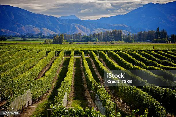 Marlborough Wein Crop Stockfoto und mehr Bilder von Neuseeland - Neuseeland, Region Marlborough - Neuseeland, Weinberg