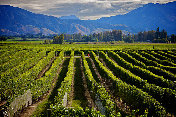 Marlborough Wine Crop Marlborough Wine Crop new zealand stock pictures, royalty-free photos & images
