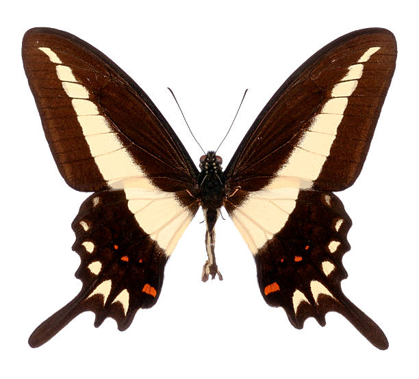 istock Tropical Butterfly, Viewed From Top Down On White Background 147297715