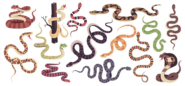Reptiles snakes. Decorative tropical reptile collection, poisonous and not, different types scaly, crawling animals, cobra, python, ophiophagus and lampropeltis, tidy vector cartoon flat isolated set