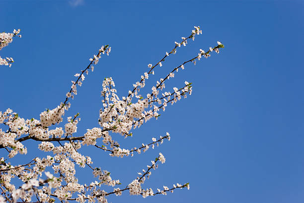 Blossoming twig stock photo