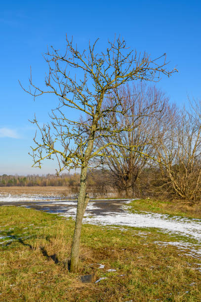 istock Landscape with sunshine and snow. 1472980732
