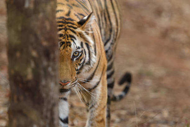 Bengal Tiger in Bandhavgarh National Park in India stock photo