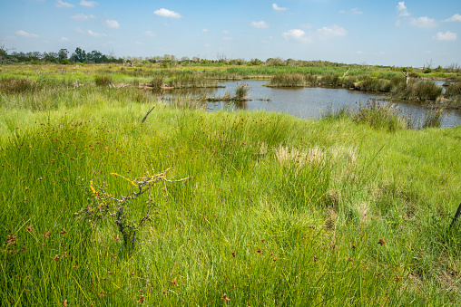 Wetland salt marsh protected environment at Yves Marsh Nature Reserve, Charente Maritime, France on western Atlantic coast