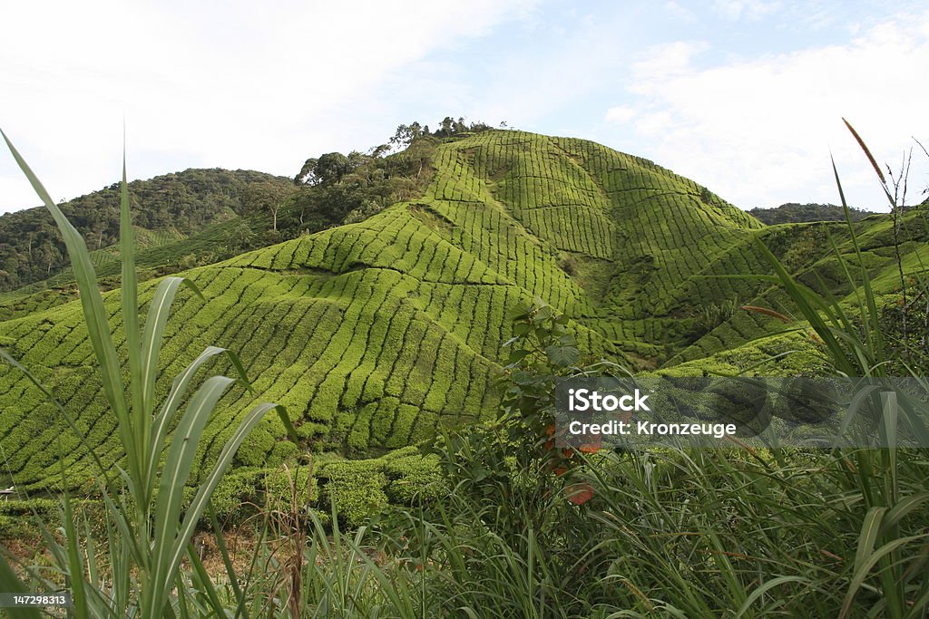 Teeplantage - Foto de stock de Cameron Highlands royalty-free