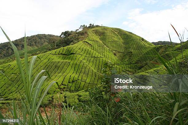 Foto de Teeplantage e mais fotos de stock de Cameron Highlands - Cameron Highlands, Chá Oolong, Chá Preto