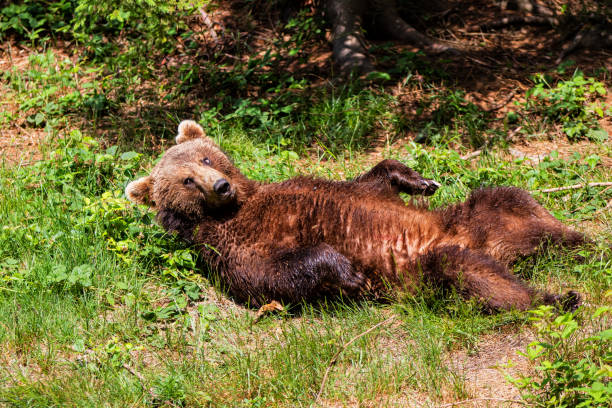 istock Brown Bear in the Bayerischer Wald National Park 1472983508