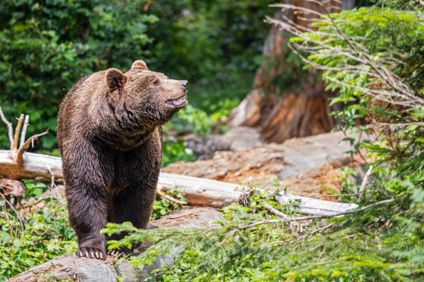 istock Brown Bear in the Bayerischer Wald National Park 1472983512