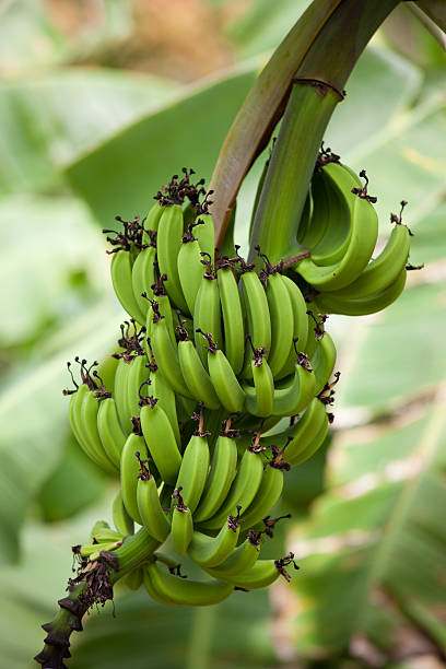 Conjunto de tipo Banana - foto de stock