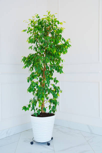 istock big indoor flower in white interior. 1472985235