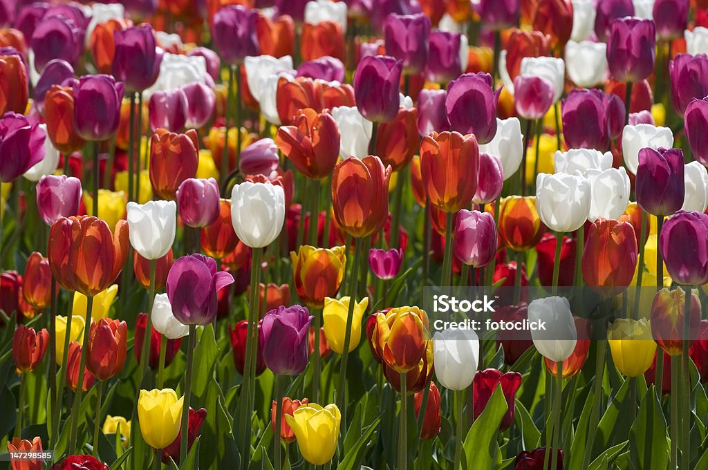 Tulipanes de primavera - Foto de stock de Agricultura libre de derechos