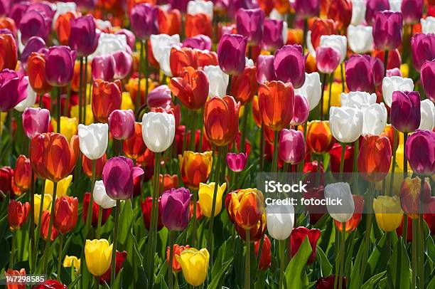 Весенние Тюльпаны — стоковые фотографии и другие картинки Без людей - Без людей, Белый, Весна