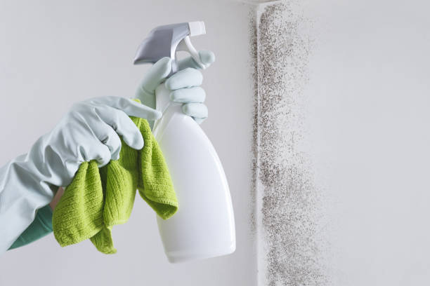 istock Hands with glove and spray bottle isolated on wall with mold. Eliminate Mold with Specialized Anti-Mold Products. Search cleaning company support. Shopping cleaning products or Housekeeping concept. 1472985859