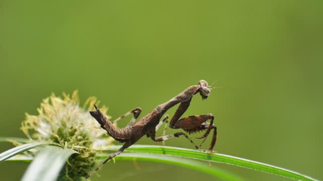 Praying mantis perched on a leaf