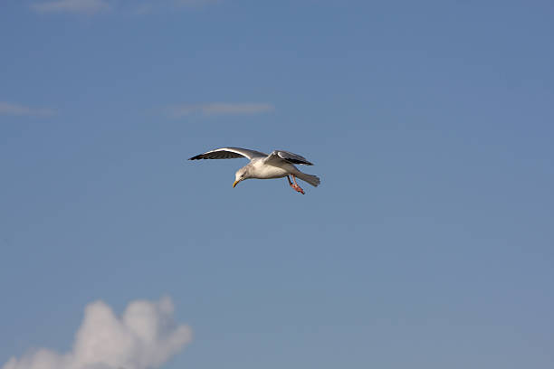 gaivota - foto de acervo