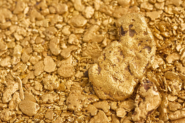 A close-up image of natural placed gold nuggets Gold nuggets panned from a placer claim, with one large nugget prominently featured goldco chuck norris stock pictures, royalty-free photos & images