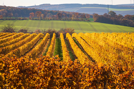 Vineyard rows with changing yellow and golden leaves in autumn, traditional countryside and landscapes of beautiful Rhine Hesse, Germany