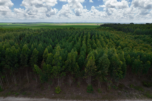 Aerial view of pine plantation for use of wood in industry