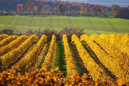 Vineyard rows with changing yellow and golden leaves in autumn, traditional countryside and landscapes of beautiful Rhine Hesse, Germany