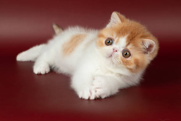 istock small beautiful red kitten exotic on a burgundy background in the studio. 1472987545